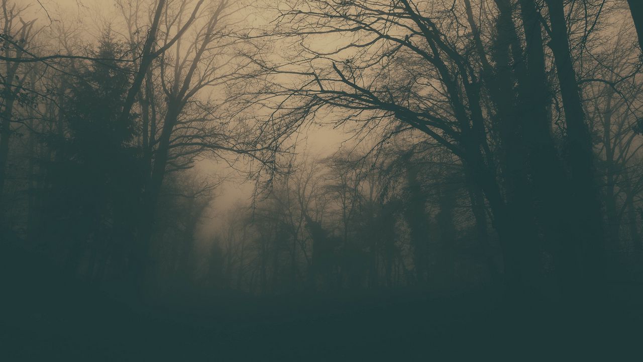Wallpaper forest, trees, fog, dark, gloom