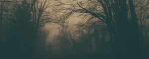 Preview wallpaper forest, trees, fog, dark, gloom