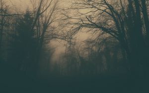 Preview wallpaper forest, trees, fog, dark, gloom