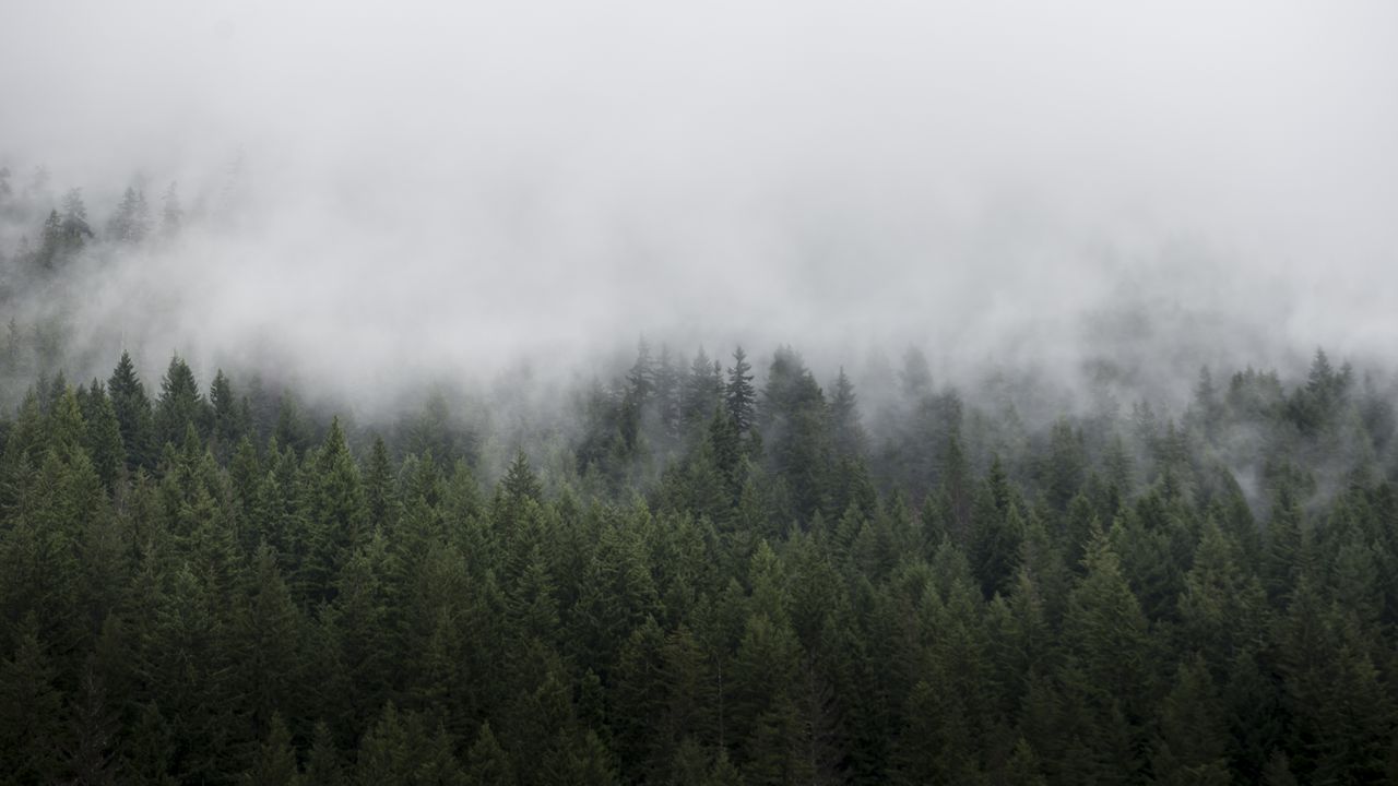 Wallpaper forest, trees, fog, landscape, nature