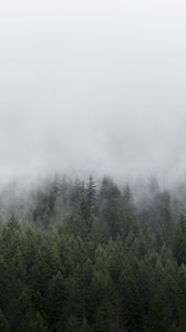 Preview wallpaper forest, trees, fog, landscape, nature