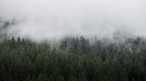 Preview wallpaper forest, trees, fog, landscape, nature