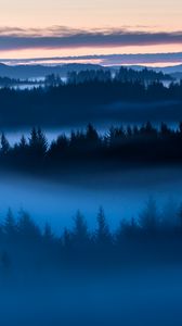 Preview wallpaper forest, trees, fog, evening