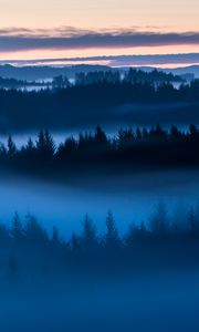 Preview wallpaper forest, trees, fog, evening