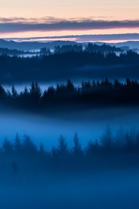 Preview wallpaper forest, trees, fog, evening