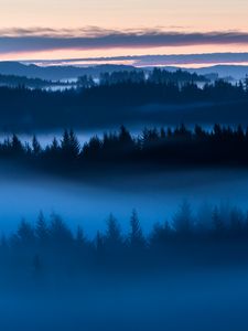 Preview wallpaper forest, trees, fog, evening