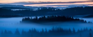 Preview wallpaper forest, trees, fog, evening