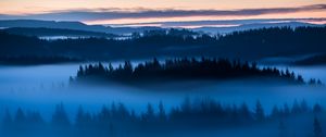 Preview wallpaper forest, trees, fog, evening