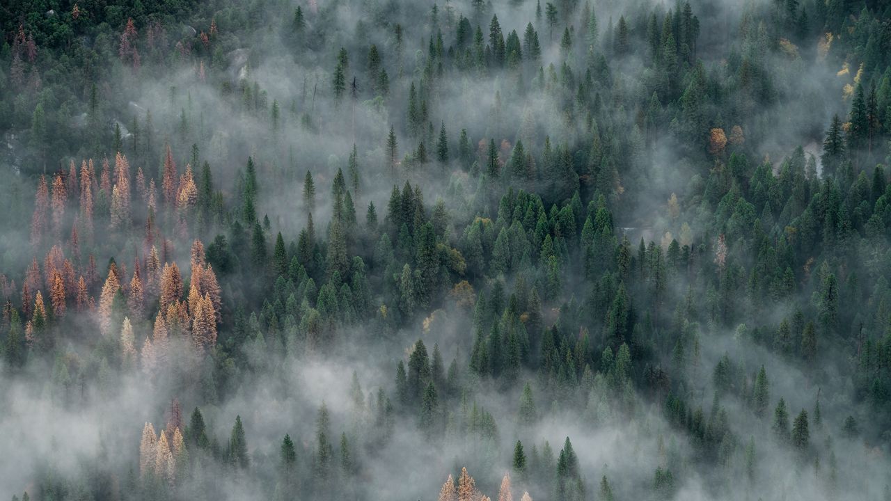 Wallpaper forest, trees, fog, aerial view, nature