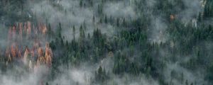 Preview wallpaper forest, trees, fog, aerial view, nature
