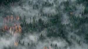 Preview wallpaper forest, trees, fog, aerial view, nature