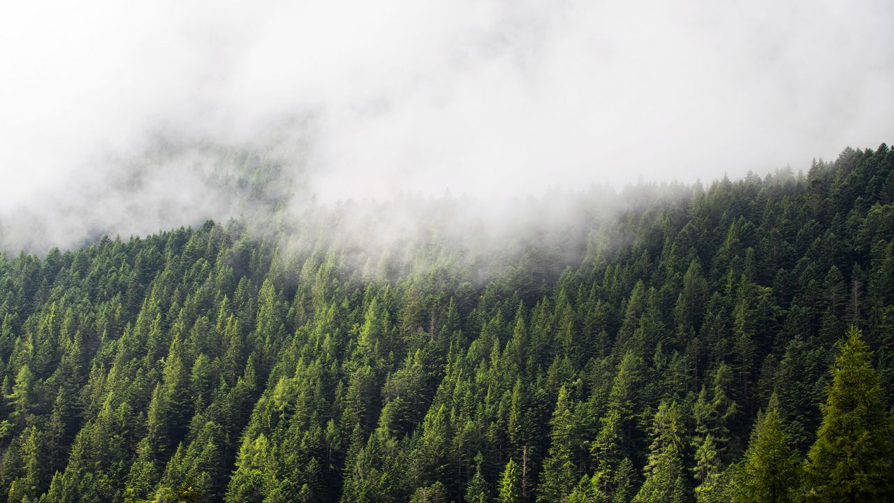 Wallpaper forest, trees, fog, clouds, nature