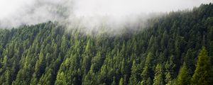 Preview wallpaper forest, trees, fog, clouds, nature