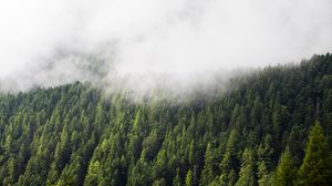 Preview wallpaper forest, trees, fog, clouds, nature