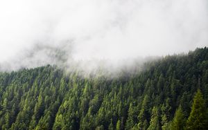 Preview wallpaper forest, trees, fog, clouds, nature