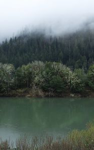 Preview wallpaper forest, trees, fog, shore, river, nature