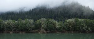 Preview wallpaper forest, trees, fog, shore, river, nature