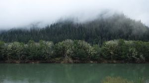 Preview wallpaper forest, trees, fog, shore, river, nature