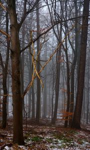 Preview wallpaper forest, trees, fog, spring