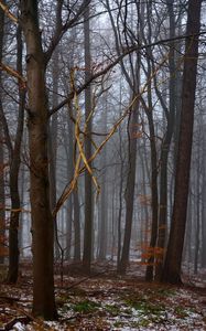 Preview wallpaper forest, trees, fog, spring
