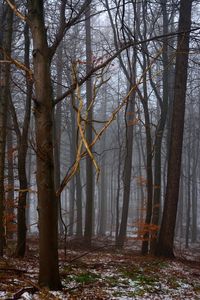 Preview wallpaper forest, trees, fog, spring