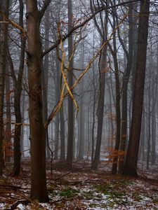 Preview wallpaper forest, trees, fog, spring