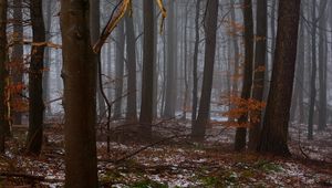 Preview wallpaper forest, trees, fog, spring