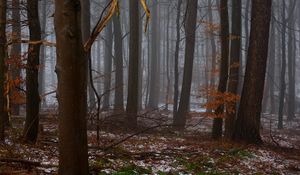 Preview wallpaper forest, trees, fog, spring