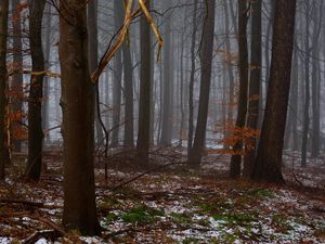 Preview wallpaper forest, trees, fog, spring