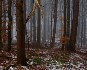Preview wallpaper forest, trees, fog, spring