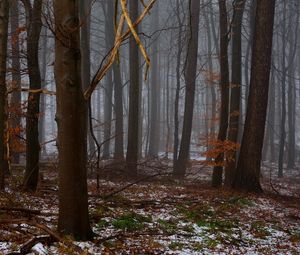 Preview wallpaper forest, trees, fog, spring