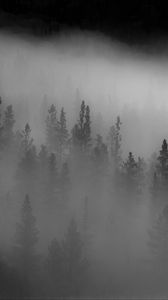 Preview wallpaper forest, trees, fog, dark