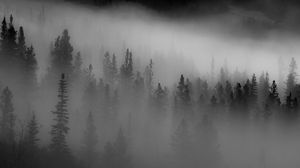 Preview wallpaper forest, trees, fog, dark