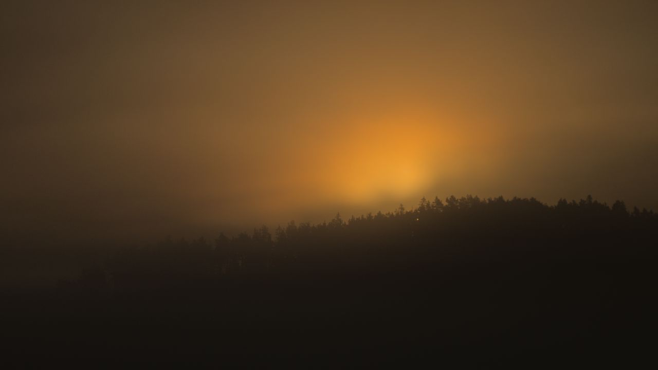 Wallpaper forest, trees, fog, nature, light