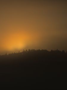 Preview wallpaper forest, trees, fog, nature, light