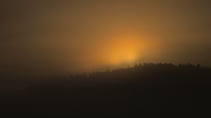 Preview wallpaper forest, trees, fog, nature, light