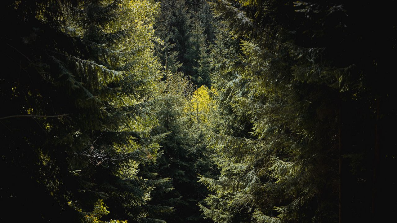 Wallpaper forest, trees, foliage, branches