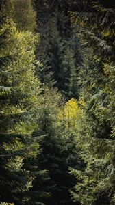 Preview wallpaper forest, trees, foliage, branches