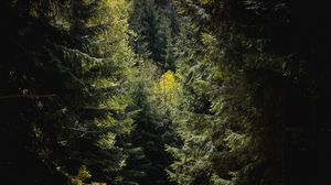 Preview wallpaper forest, trees, foliage, branches