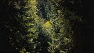 Preview wallpaper forest, trees, foliage, branches