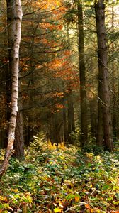 Preview wallpaper forest, trees, foliage, bushes
