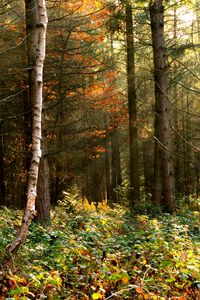 Preview wallpaper forest, trees, foliage, bushes