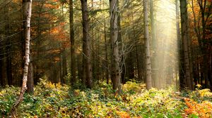 Preview wallpaper forest, trees, foliage, bushes