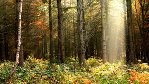 Preview wallpaper forest, trees, foliage, bushes
