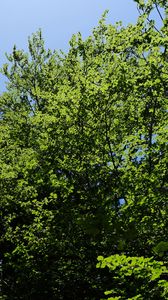 Preview wallpaper forest, trees, foliage, crowns, sky, nature