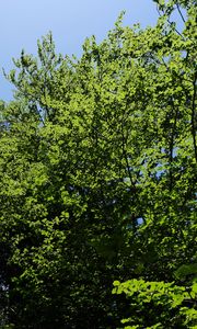 Preview wallpaper forest, trees, foliage, crowns, sky, nature