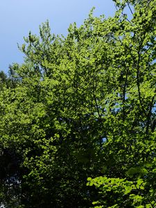 Preview wallpaper forest, trees, foliage, crowns, sky, nature