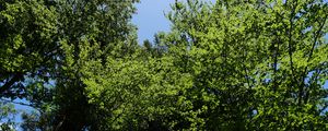 Preview wallpaper forest, trees, foliage, crowns, sky, nature