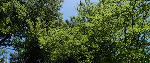 Preview wallpaper forest, trees, foliage, crowns, sky, nature