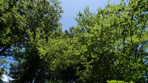 Preview wallpaper forest, trees, foliage, crowns, sky, nature